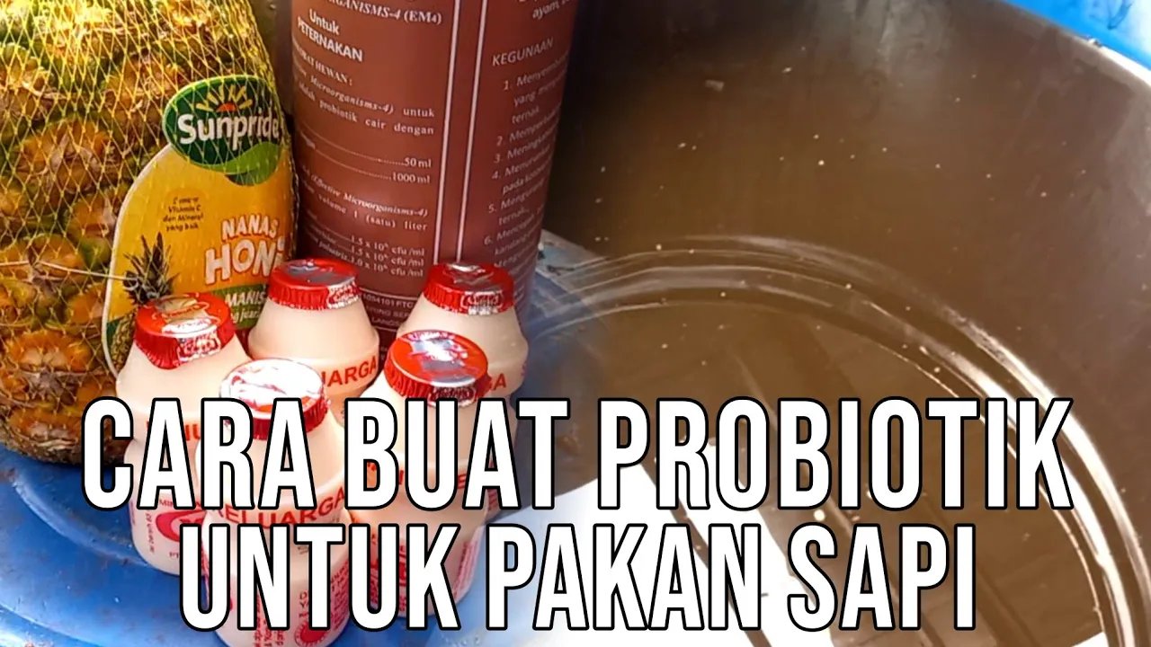 
                                 Mahasiswa-Peternakan-Membuat-Probiotik-Fermentator-Pakan-Ternak